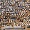 约旦的扎阿塔里（Za’atari）难民营目前收容了8万逃离战火的叙利亚难民。