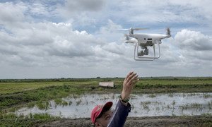 04 JULY 2018, PAMPANGA, PHILIPPINES - A team of experts from the Department of Agricultire work together with Food and Agriculture Organization for the United Nations in using drones in gathering visual data on recently damaged rice crops in Magalang town in Pampanga province.