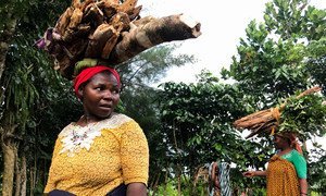 Women carry wood from the forests of Anjouan island, where UN Environment and partners are helping communities restore forests to stop soil erosion and failing harvests in the Comoros archipelago. (May, 2018)
