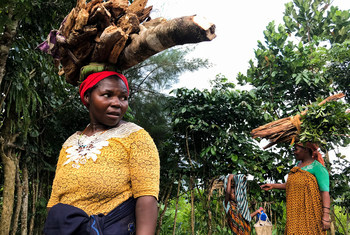 西印度洋岛国科摩罗昂儒昂岛，妇女头顶着从森林中砍伐的木材。