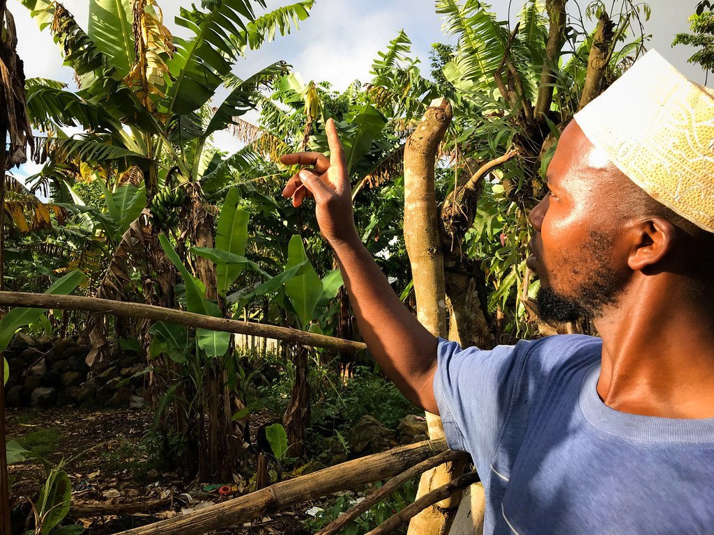 À Anjouan, aux Comores, un agriculteur montre du doigt des bananiers en difficulté sur un flanc de colline touché par le changement climatique et l'érosion des sols.