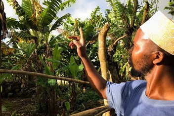 A farmer points to  banana trees on the hillsides in villages of Anjouan, one of three islands in the Comoros archipelago. The trees are struggling or dying due to changing weather and soil erosion. (May 5, 2018)