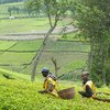 Workers at a tea garden, in Rwanda, pick leaves that will be processed into the beverage for export. The facility, spread out over hundreds of hectares employs some 200 people during the peak season and 70 for the rest of the year.