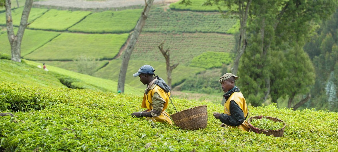  卢旺达茶园的工人们将叶子加工成饮料出口。这一场所占地数百公顷，在旺季雇用约200人，其余时间雇用70人。