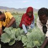 2017年5月3日，埃塞俄比亚蔬菜种植者小组成员在菜园工作。当地年轻人容易遭受痛苦的移民，园艺企业帮助他们创造自营职业的机会。