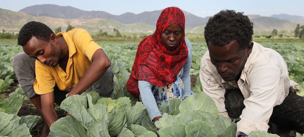 Miembros del "Grupo de Productores de Hortalizas Selam" trabajando en un huerto. Los jóvenes locales son vulnerables a la migración y la empresa de horticultura les ayuda a crear oportunidades de empleo por cuenta propia en Kalu, Etiopia.