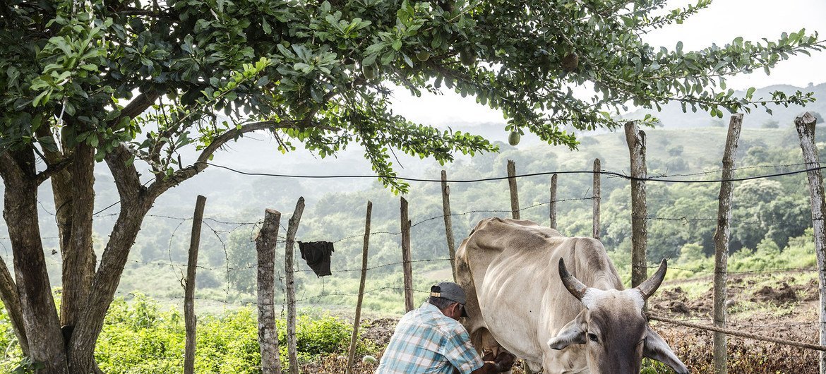 Orlando Ruiz Mendes ordeñando una vaca en su finca en la región de Pertenencia, en el norte de Colombia. Mendes participa en el programa de restitución de tierras para agricultores desplazados por la violencia inaugurado en 2013..