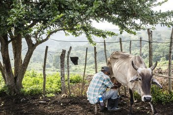 Orlando Ruiz Mendes ordeñando una vaca en su finca en la región de Pertenencia, en el norte de Colombia. Mendes participa en el programa de restitución de tierras para agricultores desplazados por la violencia inaugurado en 2013..