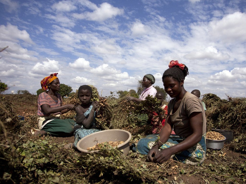 2013年5月21日，马拉维麦辛吉区——妇女在麦辛戈村的田地里收获花生。