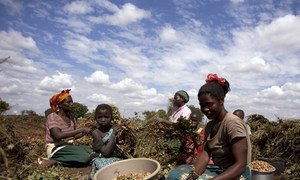 21 May 2013, Mchinji District, Malawi- Women harvesting groundnuts in a field at Mzingo Village.