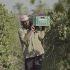 مبروك خميس أحد المستفيدين من التدريب الذي تدعمه منظمة الفاو لتدريب مزارعي العنب في مصر على كيفية التعرف على الأمراض ومعالجتها، والمواعيد المناسبة للحصاد لتجنب الخسائر غير الضرورية.