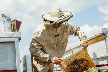联合国开发计划署与欧盟正在为摩尔多瓦的养蜂人提供支持。