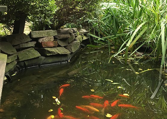 Koi Carp pond in the 6BC Community Garden, East Village, New York City.