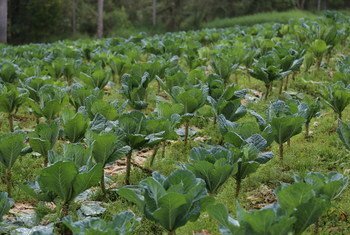 A iniciativa do Banco Mundial no estado de São Paulo ajudou agricultores familiares a aumentar a própria renda em até 10 vezes. 