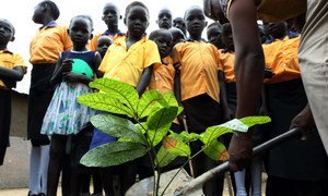 Trees donated by the UN peacekeeping mission in South Sudan, UNMISS are planted at the Exodus Junior Academy in the capital, Juba. (October 2018)