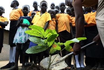 Trees donated by the UN peacekeeping mission in South Sudan, UNMISS are planted at the Exodus Junior Academy in the capital, Juba. (October 2018)
