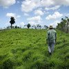 Farmers on the Azuero Peninsula in Panama are working to transform the ranching sector by promoting the sustainable agricultural practices. (October 2018)