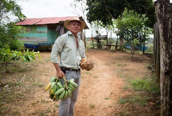 Dolores Solís, un agricultor panameño que practica técnicas agroforestales que incluyen el cultivo de una variedad de cultivos, la plantación de árboles y la cría de ganado