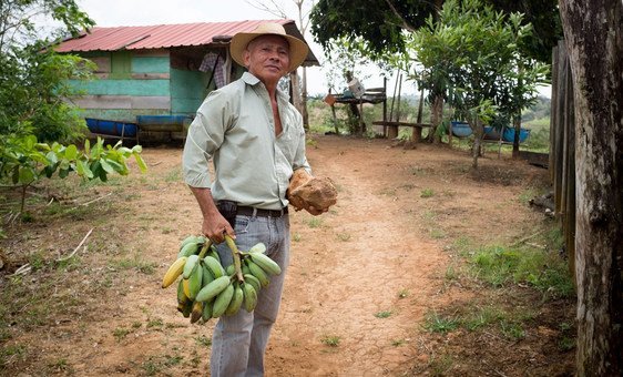 Dolores Solís, a famer in Panama practices agroforestry techniques which involves growing a variety of crops, planting trees and raising cattle. (October 2018)