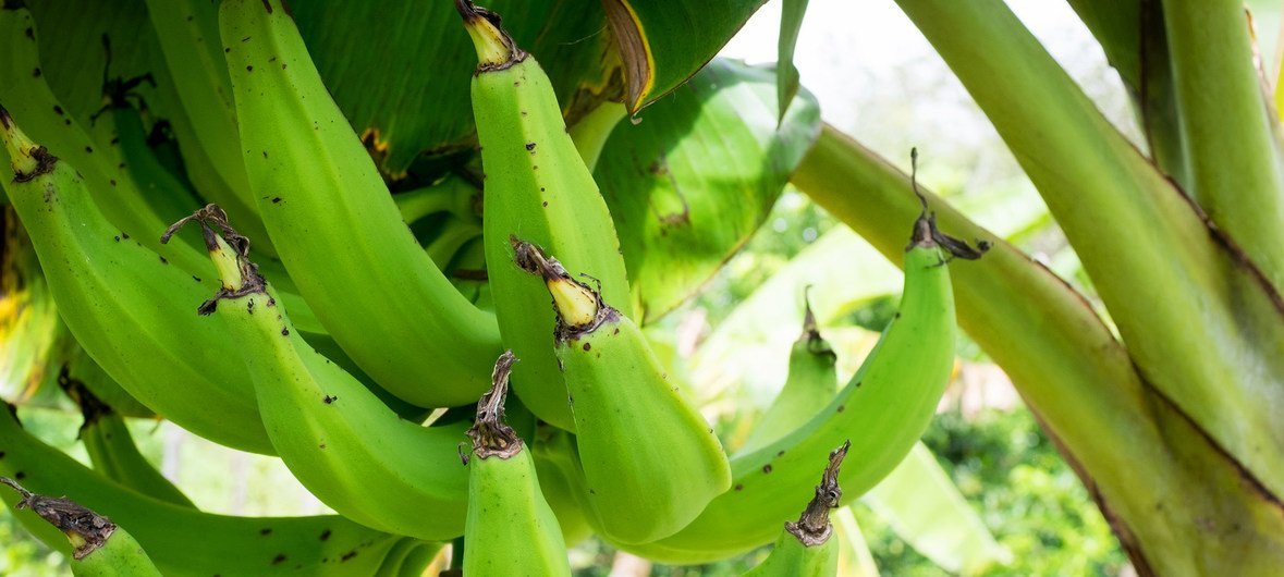 Doença considerada a mais letal para plantações de bananas no mundo está se espalhando rapidamente pela América Latina
