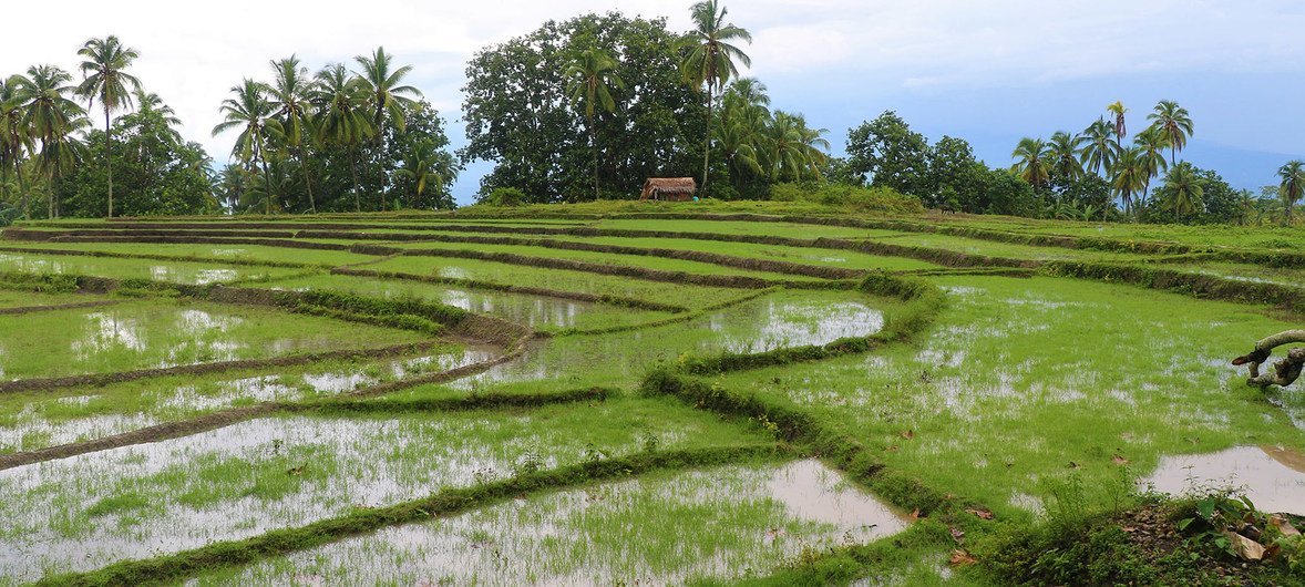 Irrigation channels have helped farmers in Uailili in Timor Leste to grow more produce. 