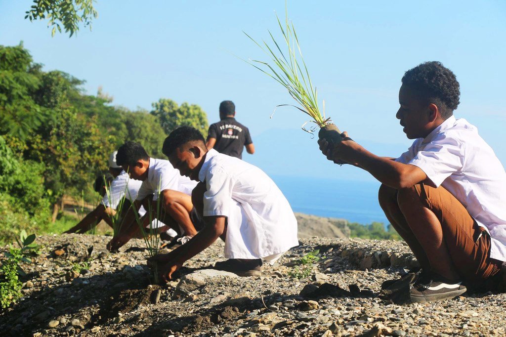 在一个农村基础设施项目中，东帝汶的小学生正在种草。 （2017年6月图片）  