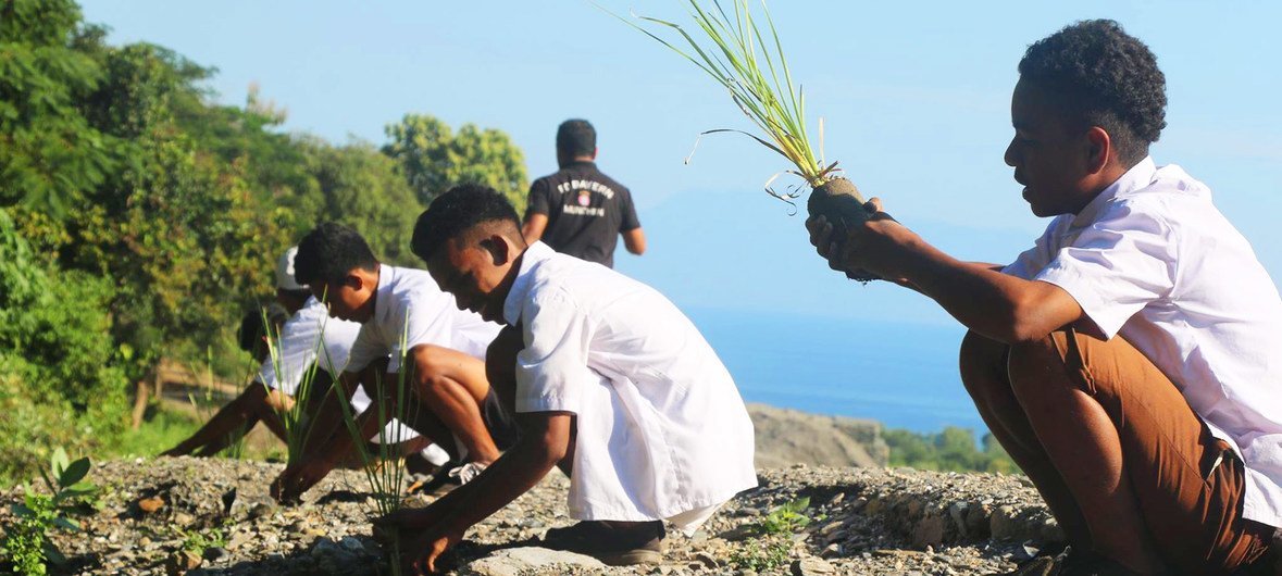 Des écoliers au Timor-Leste plantent de l'herbe dans le cadre d'un projet rural d'infrastructure.