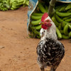 Aves de corral en la aldea de Woukpokpoe en Benin.