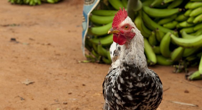 Poultry in Woukpokpoe village in Benin.
