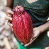 In Guatemala, small-holder farmers are replanting cocoa as the country works towards establishing more sustainable agricultural practices.