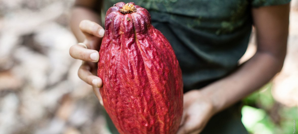 En Guatemala, los granjeros están plantando cacao en un esfuerzo para establecer prácticas agrícolas más sostenibles.