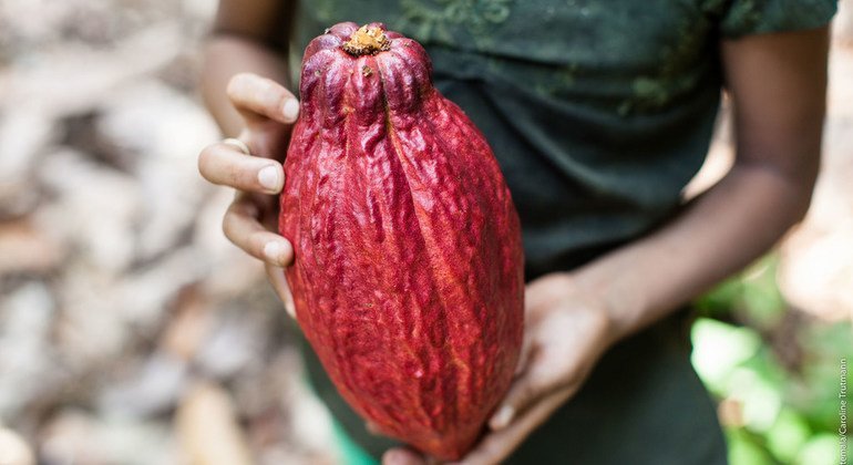 En Guatemala, los granjeros están plantando cacao en un esfuerzo para establecer prácticas agrícolas más sostenibles.