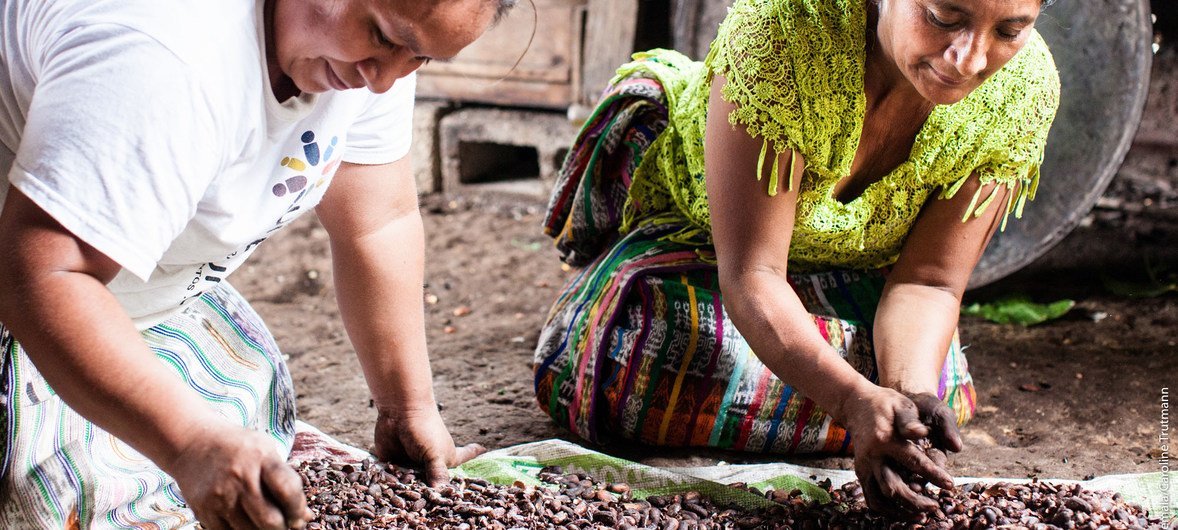 Pequenos agricultores na Guatemala preparam o cacau para fazer chocolate. 70% do produto do mundo é cultivado em pequenas propriedades