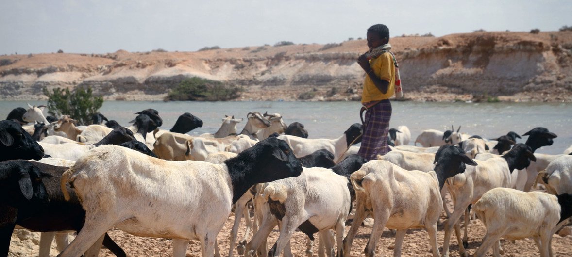 सोमालिया में संयुक्त राष्ट्र के समर्थन से बनाए गए जलाशयों जानवरों को पीने के लिये आसानी से पानी मिल जाता है जोकि इन जलाशयों के अभाव में नहीं मिलता (जनवरी 2017).