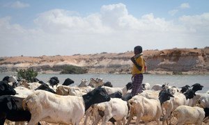 Consequences of climate change vary from region to region. UN-supported dams in Somalia provide water access to livestock.