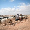 在索马里的邦特兰，庄稼和牲畜由于三年来干旱缺水而死亡。