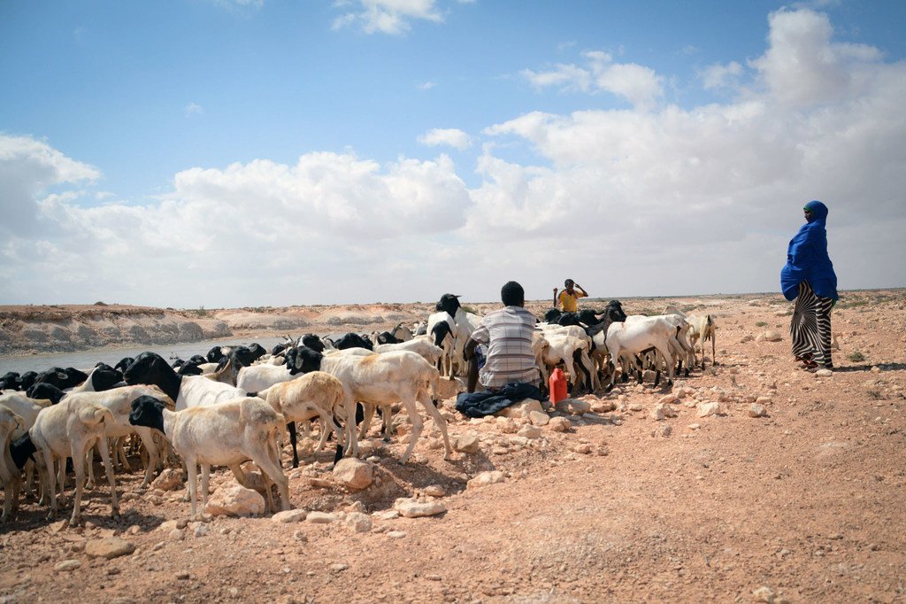 Somalie, janvier 2017 : dans la région du Puntland, la sécheresse a endommagé les cultures et tué du bétail. La sécheresse en 2019 menace 2 millions de personnes dans le pays.
