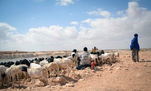 In Somalia's Puntland, crops and livestock have died in areas where there is no water following three years of failed rains. (January 2017)