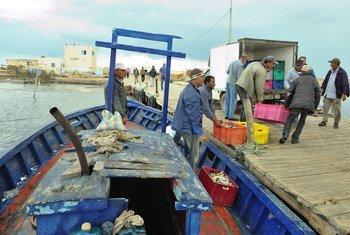 Hace veinte años los pescadores tunecinos eran capaces de pescar pulpo en la costa del país norafricano, pero con el cambio climático ya no es posible.
