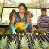 Pineapple producer, Flor Agroindustria, in Costa Rica, has introduced a zero discrimination policy as well as equal pay for men and women.