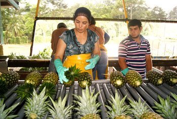 Pineapple producer, Flor Agroindustria, in Costa Rica, has introduced a zero discrimination policy as well as equal pay for men and women.
