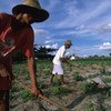 Les travailleurs ruraux de l'État de Bahia cultivent du manioc dans le nord-est aride du Brésil.