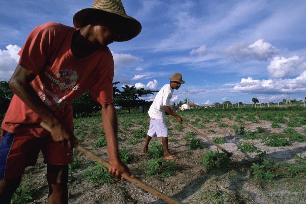 Les travailleurs ruraux de l'État de Bahia cultivent du manioc dans le nord-est aride du Brésil.