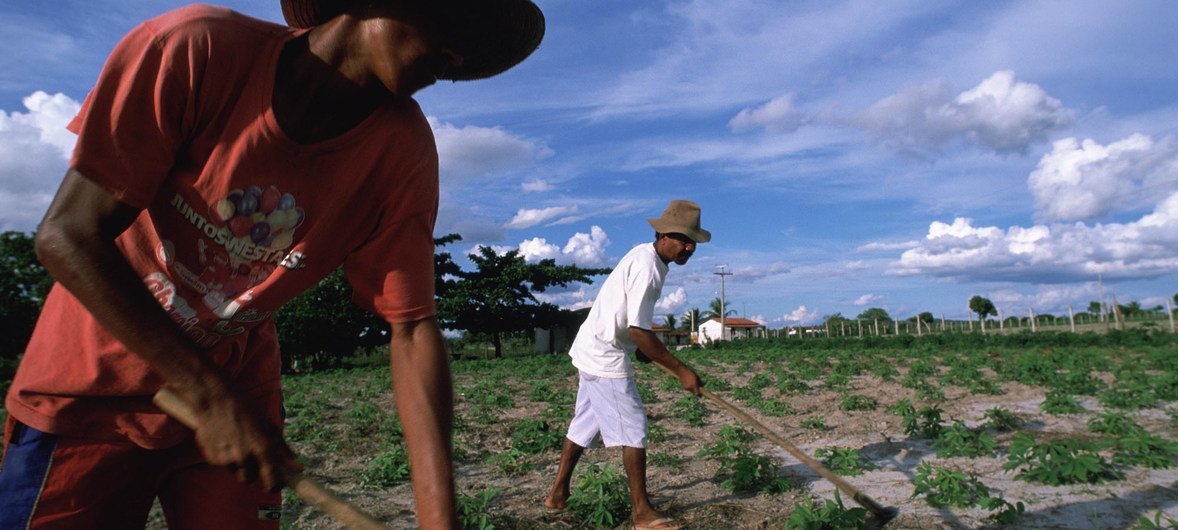 Trabajadores rurales en el Estado de Bahía en Brasil.