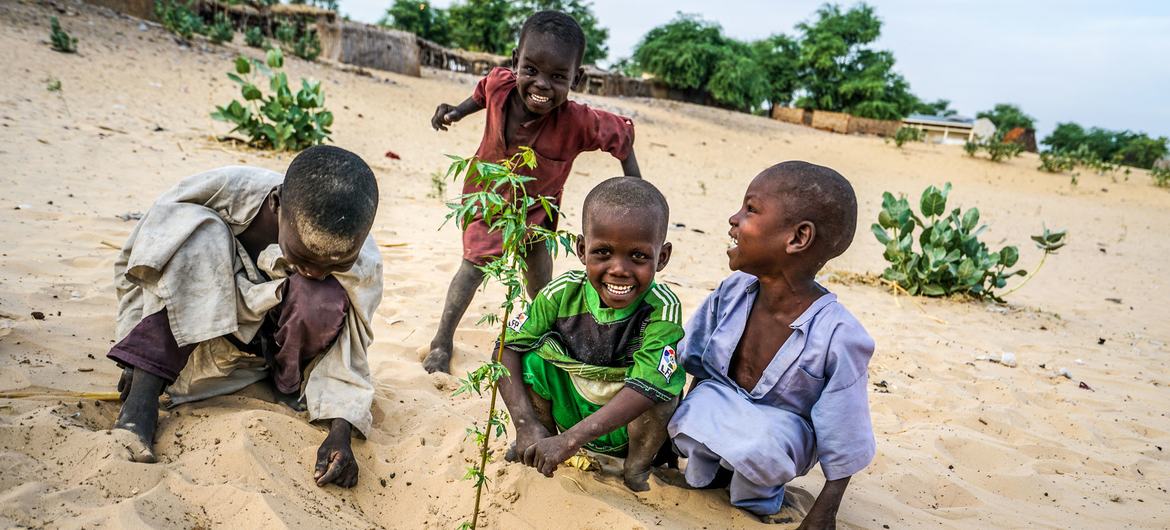在过去的50年里，乍得湖流域从25,000平方公里缩小到2,000平方公里。图为儿童在乍得的重新造林地点种植洋槐幼苗。