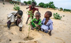 在过去的50年里，乍得湖流域从25,000平方公里缩小到2,000平方公里。图为儿童在乍得的重新造林地点种植洋槐幼苗。
