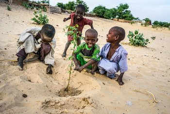 Crianças no Chade plantam uma árvore de acácia. 