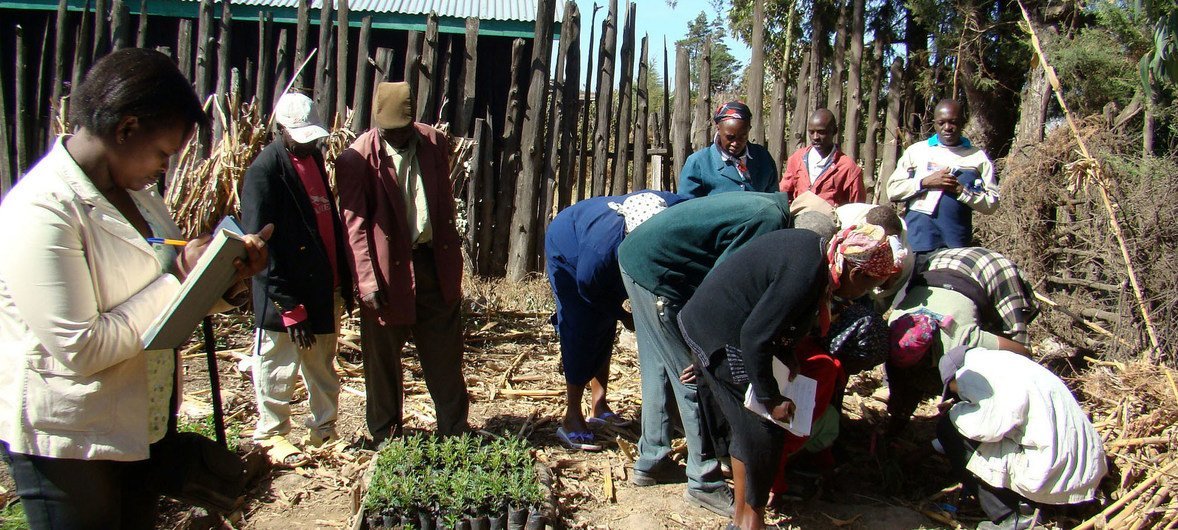 Field school members in Kenya take agro-ecosystem analysis.
