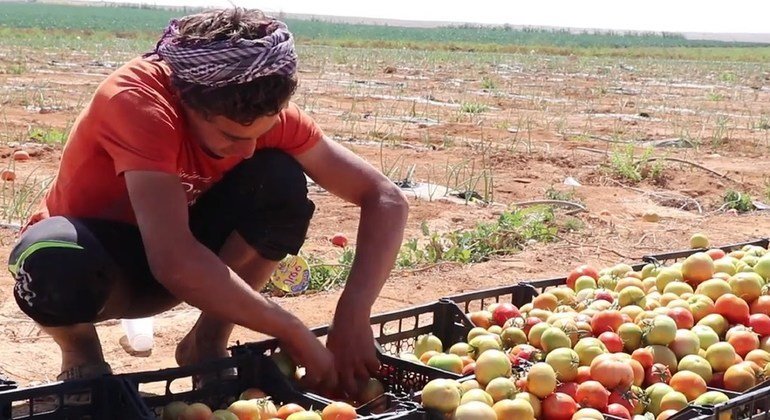 العديد من العمال المزارعين في الأردن هم عمال مهاجرون أو لاجئون سوريون. نوفمبر 2018.