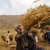 Afghan farmers in the small province of  Kapisa where Agriculture is a significant part of the area's livelihood.